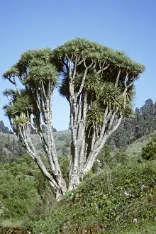 Canary Islands Plant Life Drucke: Dragon Tree La Palma