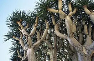 Madeira Island Plants Drucke: Dragon Tree - origin Madeira