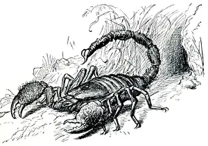 Drucke von PM-9935 Zeichnung - Skorpion im Verteidigungsstand mit Stachel eingesetzt skorpion Pat Morris Bitte beachten Sie Bilder Datiert 2006 August: Zeichnung - Skorpion in defensiven Stellung mit Stachel ausgestreckt