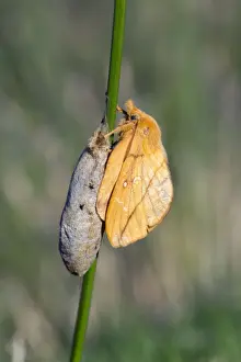 United Kingdom Wildlife Photography Drucke: Drinker Moth - on cocoon - UK