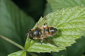 Hoverfly Images Drucke: Drone Fly / Hover Fly