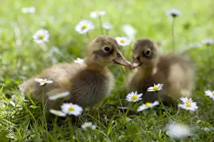 Agricultural Livestock Photos Drucke: DUCK - Ducklings in grass