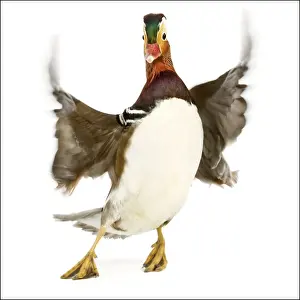 Jean Michel Labat Art Prints Drucke: Duck - Mandarin - taking off. In studio