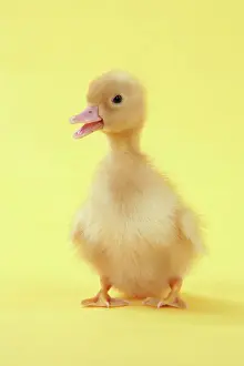 Baby Ducks For Sale Drucke: Duckling