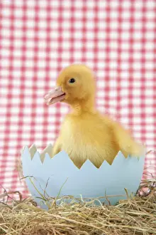 Duckling Photography Drucke: Duckling - in large egg shell