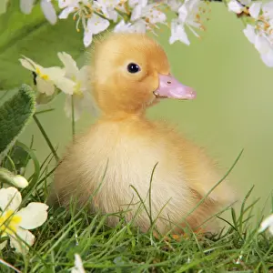 Baby Ducks Drucke: Duckling. in spring set