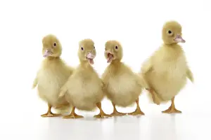 Baby Ducks Drucke: Ducklings