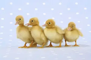 Duckling Photography Drucke: Ducklings - on blue spotted background
