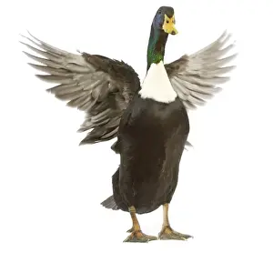 Studio Bird Photography Drucke: Duclair Duck - flapping wings in studio