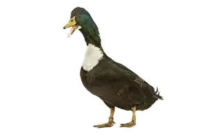 Gerahmter Druck : Duclair-Duck im Studio Gerahmter Druck : Duclair-Duck im Studio