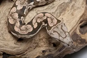 Wildlife Snakes Drucke: Dumeril's Boa - Madagascar