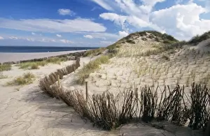 Johan De Meester Artwork Drucke: Dune - with dunegras branches for fixing the dune