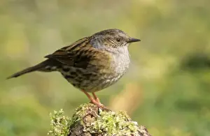 Ardea Wildlife Prints Drucke: Dunnock