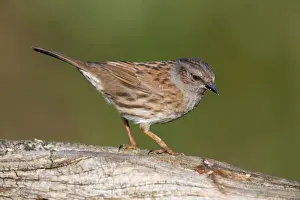 Prunella Modularis Species Drucke: Dunnock - Cornwall - UK