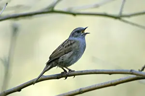 Akzentuierungen Drucke: Kuckucksangst aus dem Baum