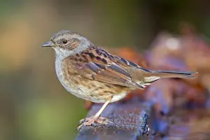 UK Garden Birds Drucke: Dunnock - winter - UK