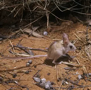 Rodent Species Pictures Drucke: Dusky Hopping Mouse