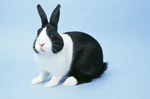 John Daniels Wildlife Photographer Drucke: Dutch Rabbit