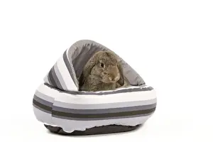 White Background Studio Pets Drucke: Dwarf Belier Rabbit - in bed