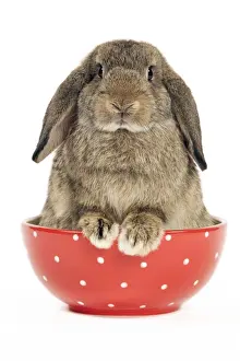 White Background Studio Pets Drucke: Dwarf Lop-Eared Rabbit
