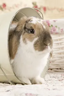 Zwergerlop Hasen