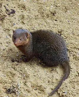 Pat Morris Photography Drucke: Dwarf Mongoose, E & C Africa