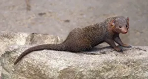 Pat Morris Photography Drucke: Dwarf Mongoose. E &s Africa