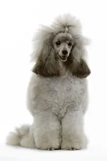 Pet Portrait Prints Online Drucke: Dwarf Poodle - sitting