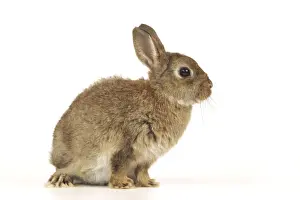 Small Pet Photography Drucke: Dwarf Rabbit
