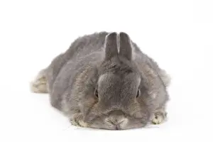White Background Studio Pets Drucke: Dwarf Rabbit - in studio