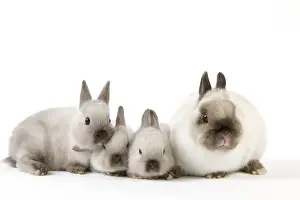 Studio White Background Pets Drucke: Dwarf Rabbit - with young