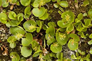 Close Up Plant Photography Drucke: Dwarf Willow
