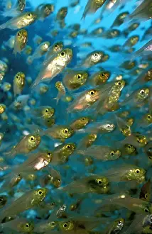 Australian Marine Life Photos Drucke: DWD00158