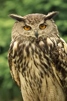 John Cancalosi Photos Drucke: Eagle Owl