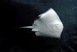 Fish Species Drucke: Eagle Ray - underside