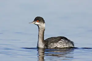 Unique Bird Species Pictures Drucke: Eared Grebe