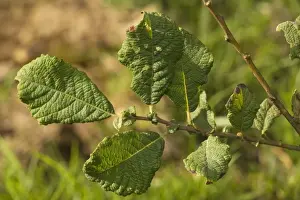 Tree Leaf Photography Drucke: Eared Willow