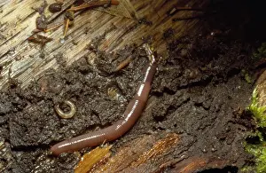 Earthworm