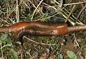 Wurmkuhne - Paarung