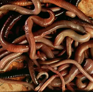 Nature Prints For Sale Drucke: Earthworms