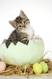 Katze sitzt im Ei, kleines Katzenkind