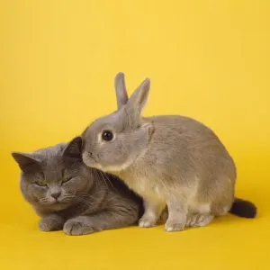 John Daniels Wildlife Photographer Drucke: Cat & Rabbit