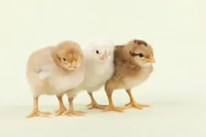 Farm Animals Pictures Drucke: CHICK - Chicks standing together