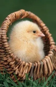 Johan De Meester Art Drucke: Chick in small basket
