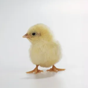 Ostern Drucke: Hähnchick