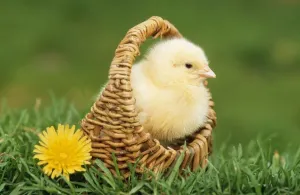 Ostern Drucke: Huhn - Hühnchen im Korb