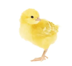 Easter Chicken Drucke: Chicken - chick in studio