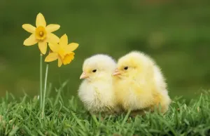 Ostern Drucke: Huhn - 2 Hühner mit Knollenblumen