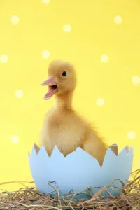 Ostern Drucke: Entwicklungsstufen eines Schmetterlings