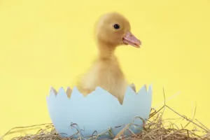 Duckling in large egg shell
